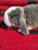 Baranki mini lop - 11