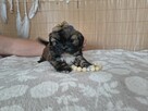 Shih-Tzu zachodniopomorskie - 5