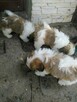 pieski Shih Tzu 2 chlopców i dziewczynka - 2