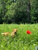 Gaja - ciekawa suczka potrzebuje człowieka - 3