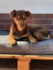 Adoptuj Tomasza - pilnie szuka najlepszego domu - 4