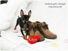 Suczka KAJA Pinczer miniaturowy ( Ratlerek ) Rodowód i Wypr - 4