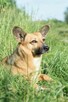 Edi poleca się do adopcji - przyjaźni na zawsze - 2