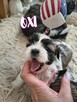 Shih-Tzu zachodniopomorskie - 9
