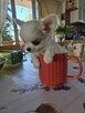 Wyjątkowe Szczenię Chihuahua Długowłosa z Domowej Hodowli