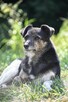 Adopcja Wandy - pilnie poszukiwany kochający dom - 2