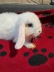Baranki mini lop - 12