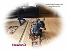 Suczka KAJA Pinczer miniaturowy ( Ratlerek ) Rodowód i Wypr - 5