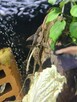 Sturisoma aureum. Samce. SZYBKA WYSYŁKA - 4