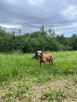 Gaja - ciekawa suczka potrzebuje człowieka - 2