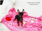 Suczka KAJA Pinczer miniaturowy ( Ratlerek ) Rodowód i Wypr - 3