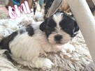 Shih-Tzu zachodniopomorskie - 11