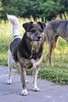 Adopcja Wandy - pilnie poszukiwany kochający dom - 6