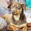 Adoptuj Tomasza - pilnie szuka najlepszego domu - 2