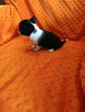 Urocza suczka chihuahua szuka kochającego domu! - 3