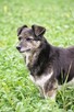 Adopcja Wandy - pilnie poszukiwany kochający dom - 4