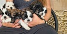Shih-Tzu zachodniopomorskie - 6