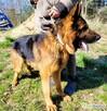 PEDRO - majestatyczny owczarek niemiecki szuka domu - 3