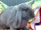 Niebieskie baranki mini lop - 13