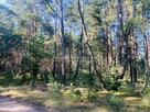 Działka pod rekreację | 2552 m2 | Wilga Ośrodek - 4