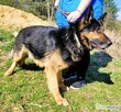 HUGO - oddany psiak w typie owczarka szuka domu - 3
