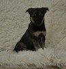 Lily - 6