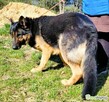 HUGO - oddany psiak w typie owczarka szuka domu - 2