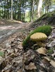 Działka 499m² z fundamentem pod dom CAŁOROCZNY – Nienawiszcz - 12