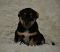 Molly