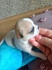 Przepiękna Maleńka Dziewczynka Chihuahua - 10
