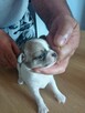 Przepiękna Maleńka Dziewczynka Chihuahua - 3
