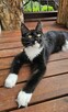 Pieścioch - Czarno biały kocurek Maine Coon - FPL - 5