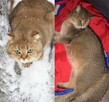 Kocurek rasy Scottish Fold krótkowłosy czeka - 6
