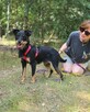 Płotka - młoda terrierka, wesoła, przyjazna sunia! - 5