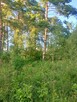 Sprzedam działkę. - 5