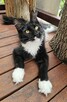 Pieścioch - Czarno biały kocurek Maine Coon - FPL - 7