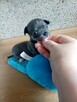 Przepiękna Maleńka Dziewczynka Chihuahua - 8