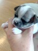 Przepiękna Maleńka Dziewczynka Chihuahua - 2