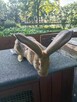 Sprzedam samice - 4