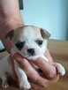 Biało-Beżowy Cudowny Chihuahua - 2