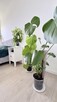 2 pokoje po remoncie | Balkon | Piwnica I Santocka - 9
