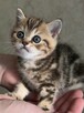 Kocurek rasy Scottish Fold krótkowłosy czeka - 2