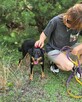 Płotka - młoda terrierka, wesoła, przyjazna sunia! - 6
