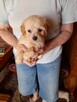 Maltipoo szczeniaki - 2