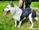 BALU - kochany psiak traci nadzieję w schronisku - 2