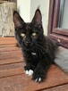 Bardzo przymilny Maine Coon - FPL - 7