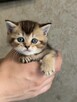 Kocurek rasy Scottish Fold krótkowłosy czeka - 5