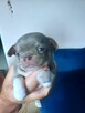 Przepiękna Maleńka Dziewczynka Chihuahua - 9