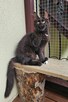 Bardzo przymilny Maine Coon - FPL - 6
