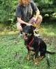 Płotka - młoda terrierka, wesoła, przyjazna sunia! - 2